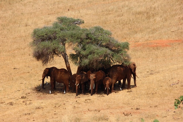 Kenya Taxes