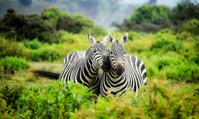 Kenya Company formation and Registration